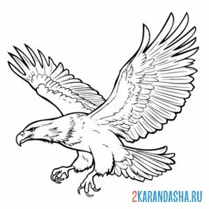 Раскраска орел охотится онлайн