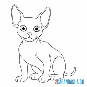 Раскраска котенок сфинкс онлайн