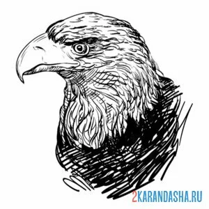 Раскраска мощный клюв орел онлайн