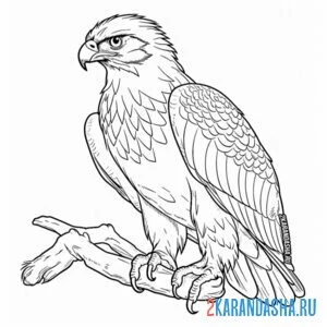 Раскраска красивая птица орел онлайн