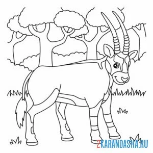Раскраска антилопа орикс зоопарк онлайн