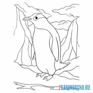 Раскраска пингвин зоопарк онлайн