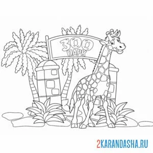 Распечатать раскраску жираф из зоопарка на А4