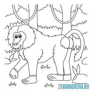Распечатать раскраску бабуин из зоопарка на А4