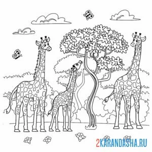 Раскраска жирафы сафари онлайн