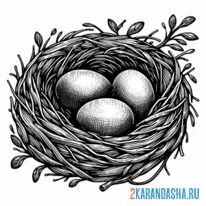 Раскраска гнездо сороки онлайн