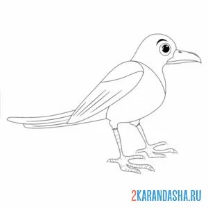Раскраска сорока большая птица онлайн