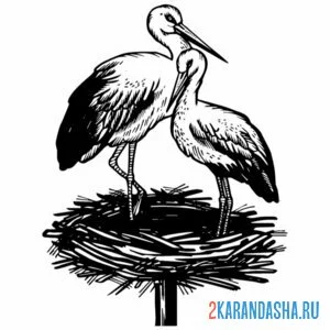 Раскраска два аиста птицы онлайн