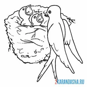 Раскраска ласточкино гнездо птенцы онлайн