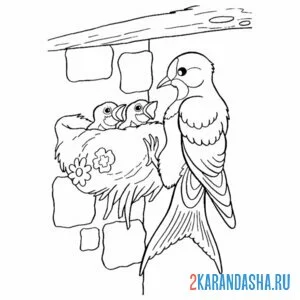 Раскраска ласточка гнездо кормит птенцов онлайн