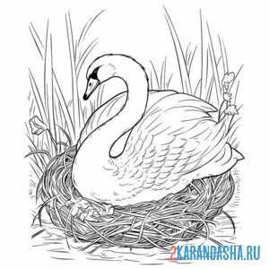 Раскраска лебедь в гнезде онлайн