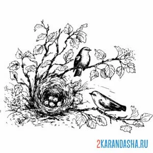 Раскраска необычное полевое гнездо онлайн
