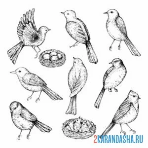 Раскраска птицы и гнездо онлайн
