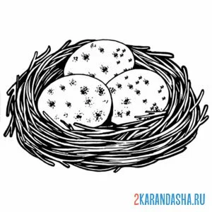 Раскраска три яйца в гнезде онлайн