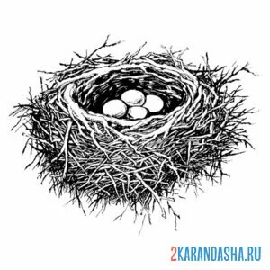 Раскраска перепелиные яички в гнезде онлайн