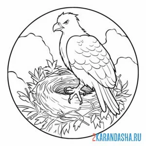 Раскраска орел, сокол в гнезде онлайн