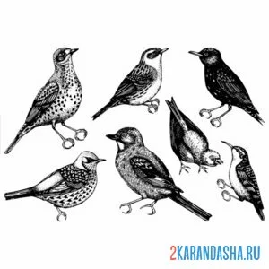 Раскраска скворцы птицы онлайн