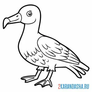 Распечатать раскраску альбатрос птица как чайка на А4