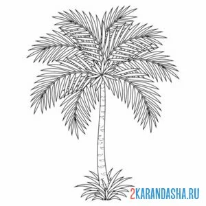 Онлайн раскраска красивая пальма