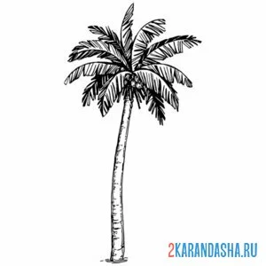 Раскраска пальма высокая онлайн