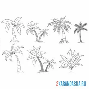 Раскраска разные пальмы онлайн