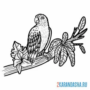 Раскраска попугай на пальме онлайн