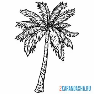 Раскраска большая пальма онлайн