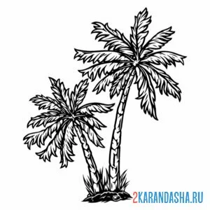 Раскраска пальмы из тайланда онлайн