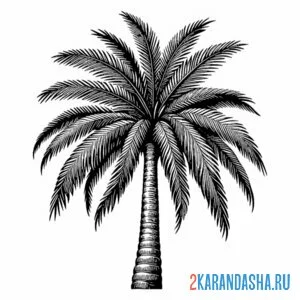 Раскраска настоящая пальма онлайн