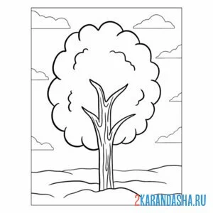 Раскраска тополь дерево онлайн
