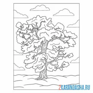 Раскраска липа дерево онлайн