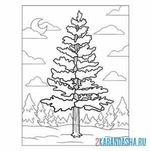 Раскраска сосна дерево онлайн