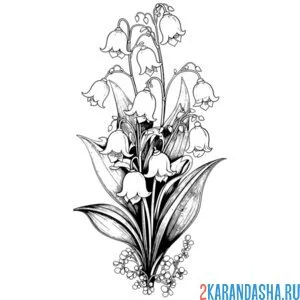 Раскраска ландыши цветочки