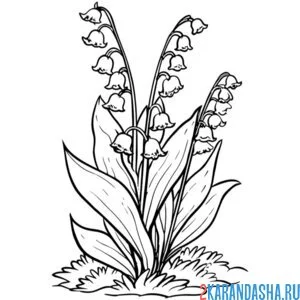 Раскраска ландыши в траве