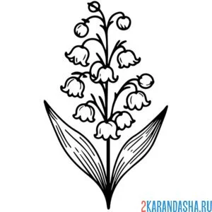 Раскраска ландыши красиво цветут