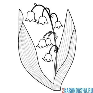 Раскраска ландыш цветочек