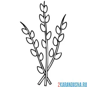Раскраска верба простая
