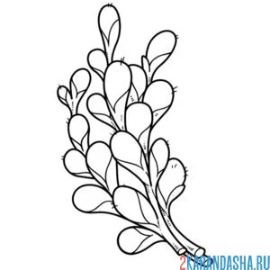 Раскраска маленькая верба