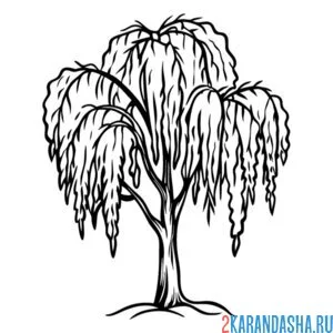 Раскраска верба большое дерево