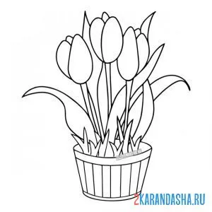 Раскраска тюльпаны в горшке онлайн