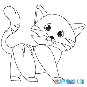 Раскраска короткошерстный кот онлайн