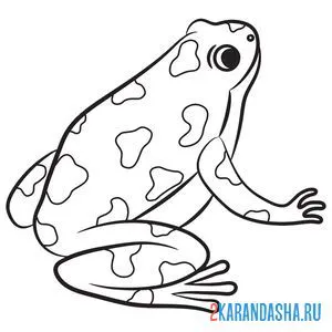 Раскраска маленькая жаба онлайн