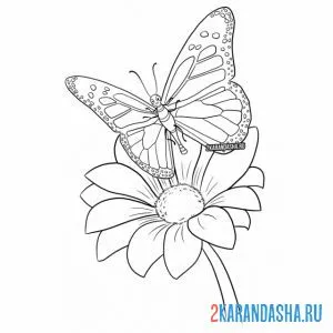 Раскраска бабочка на ромашке онлайн