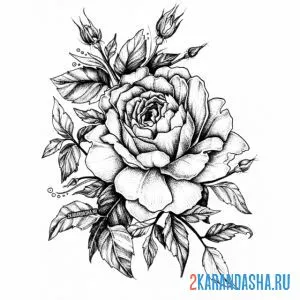 Раскраска роза пушистая онлайн
