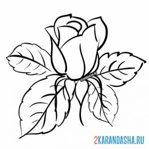 Раскраска роза бутон и листья онлайн