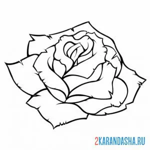 Раскраска красивый бутон розы онлайн