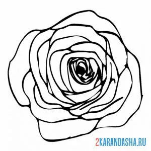 Раскраска большой бутон розы онлайн