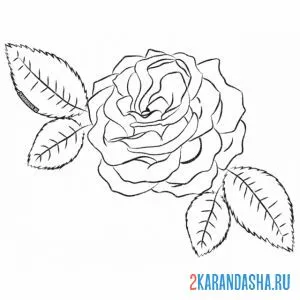 Раскраска роза и листочек онлайн