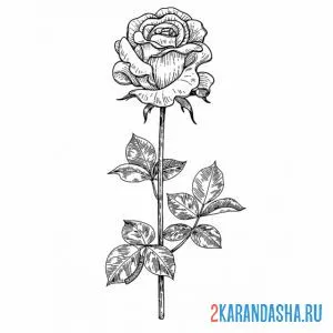 Раскраска одинокая роза онлайн