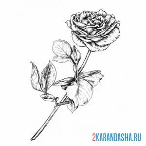 Раскраска одна роза с шипами онлайн